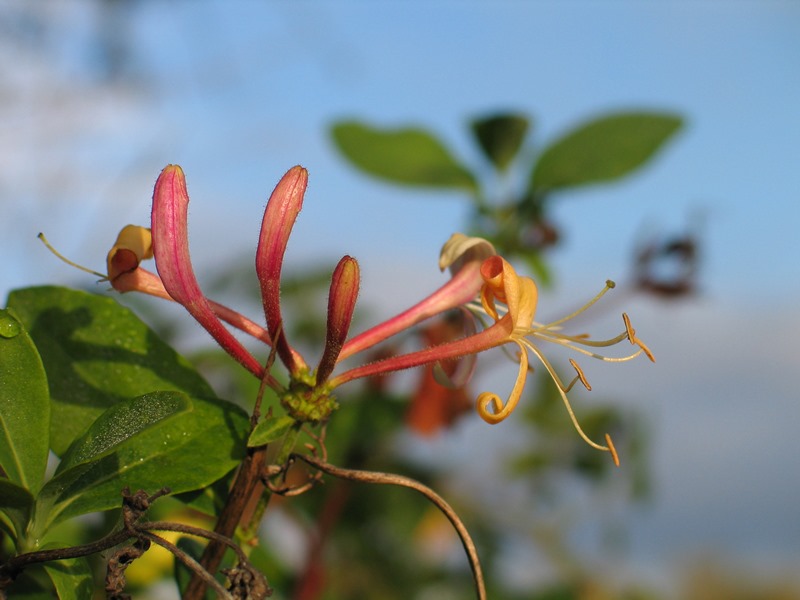 chevrefeuillefleur02_gdt