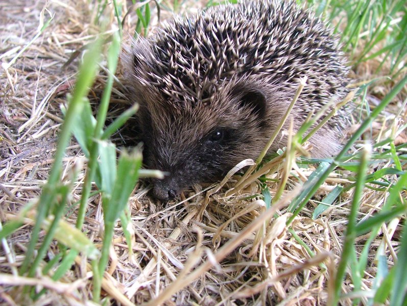 httpsortie-nature.fr_.hkdz5723.odns_.frwp-contentuploads201810atelier_herisson