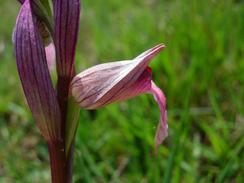 Serapias-langue-PNR-Brenne