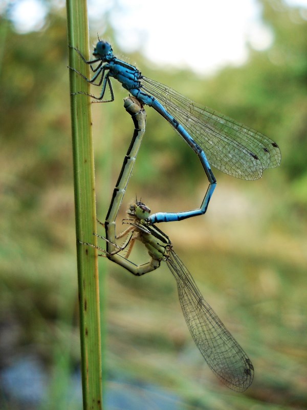 dragonflies--brenne--1-