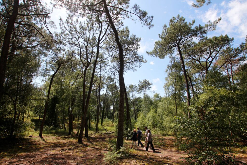 Forêt