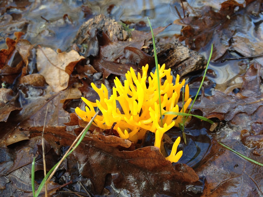 Découvrons les champignons Blois