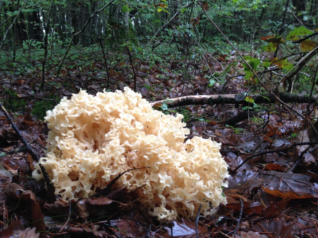 Découvrons les champignons Seur