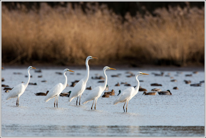 Malzoné à tire d'aile