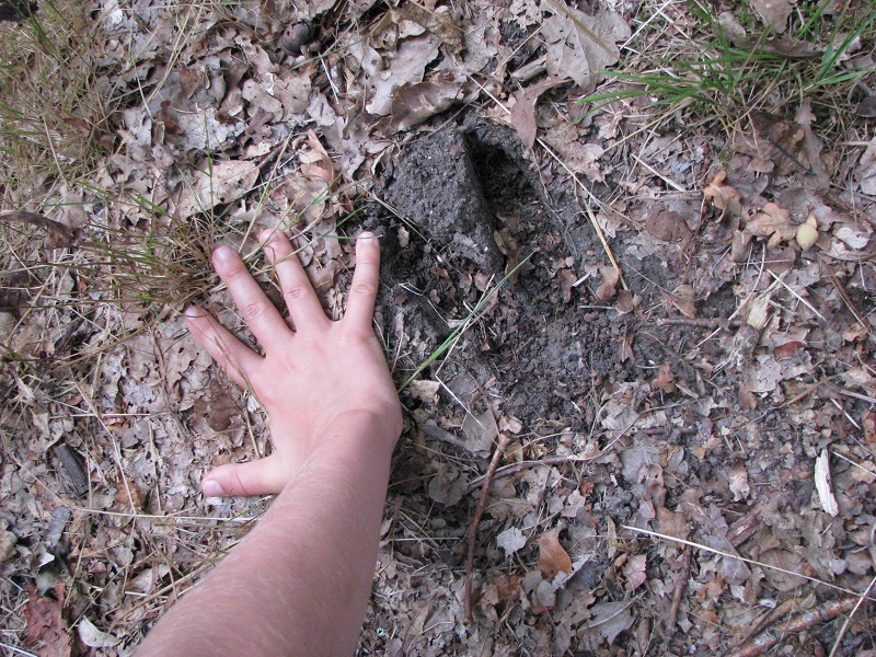 Traces et indices de présence