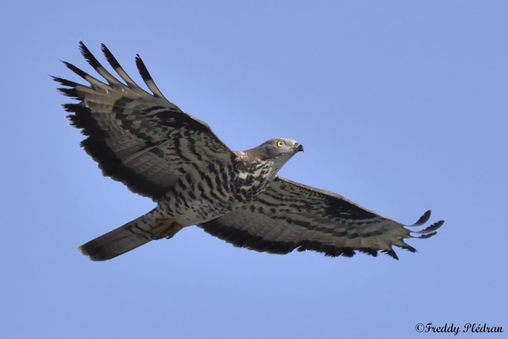 Bondrée apivore. Photo prise au Cap Leucate.
