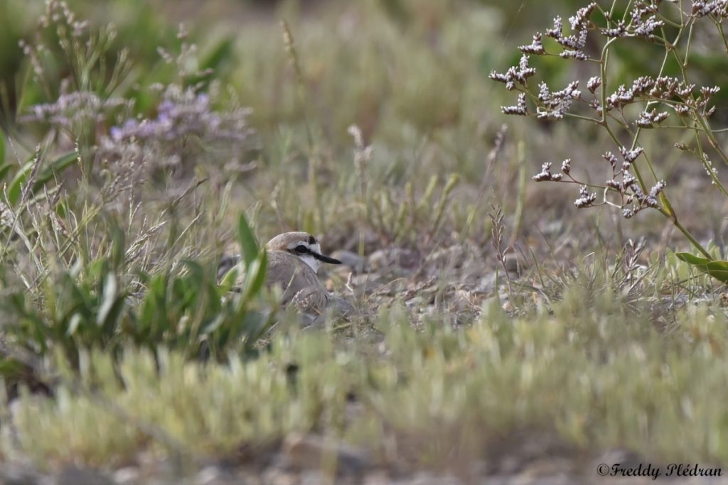 Gravelot à collier interrompu mâle, en train de couver. Photo prise au sud ouest de l'étang de la Palme.