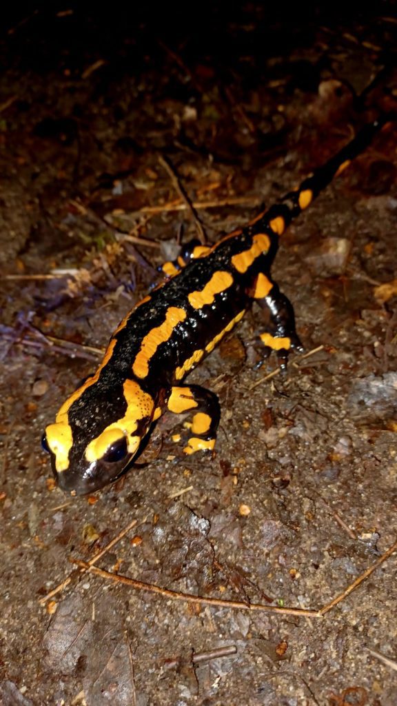 salamandre-jaune-noir