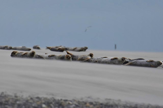 Sortie Phoques PBS 4