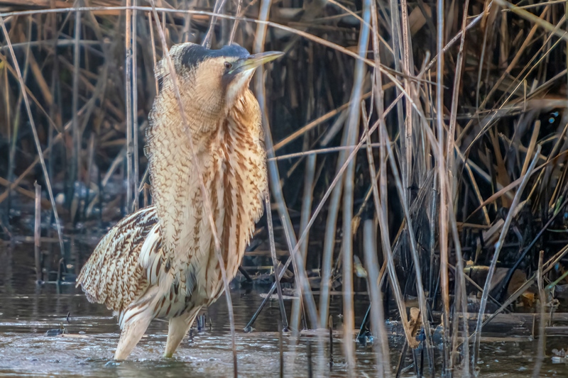 oiseaux hivernants