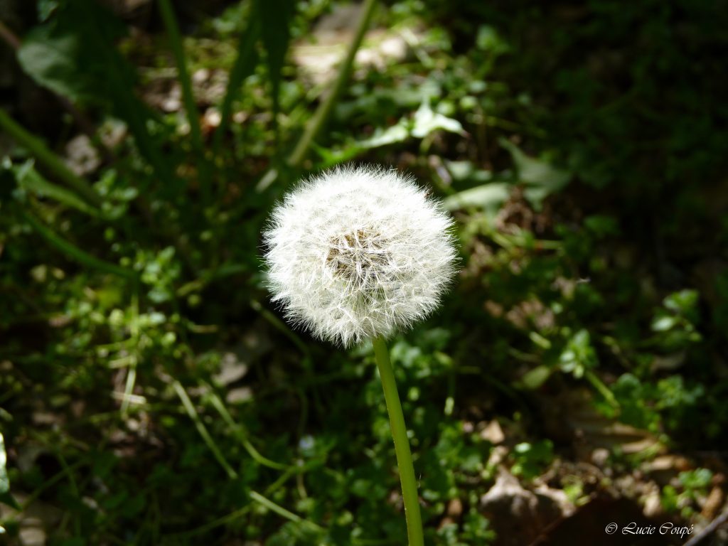 P1130558